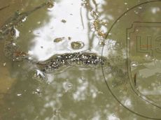 Крестовка-кавказская_кладка_2